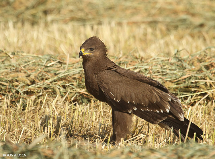   Lesser Spotted Eagle Aquila pomarina  ,Genigar,October 2011,Lior Kislev